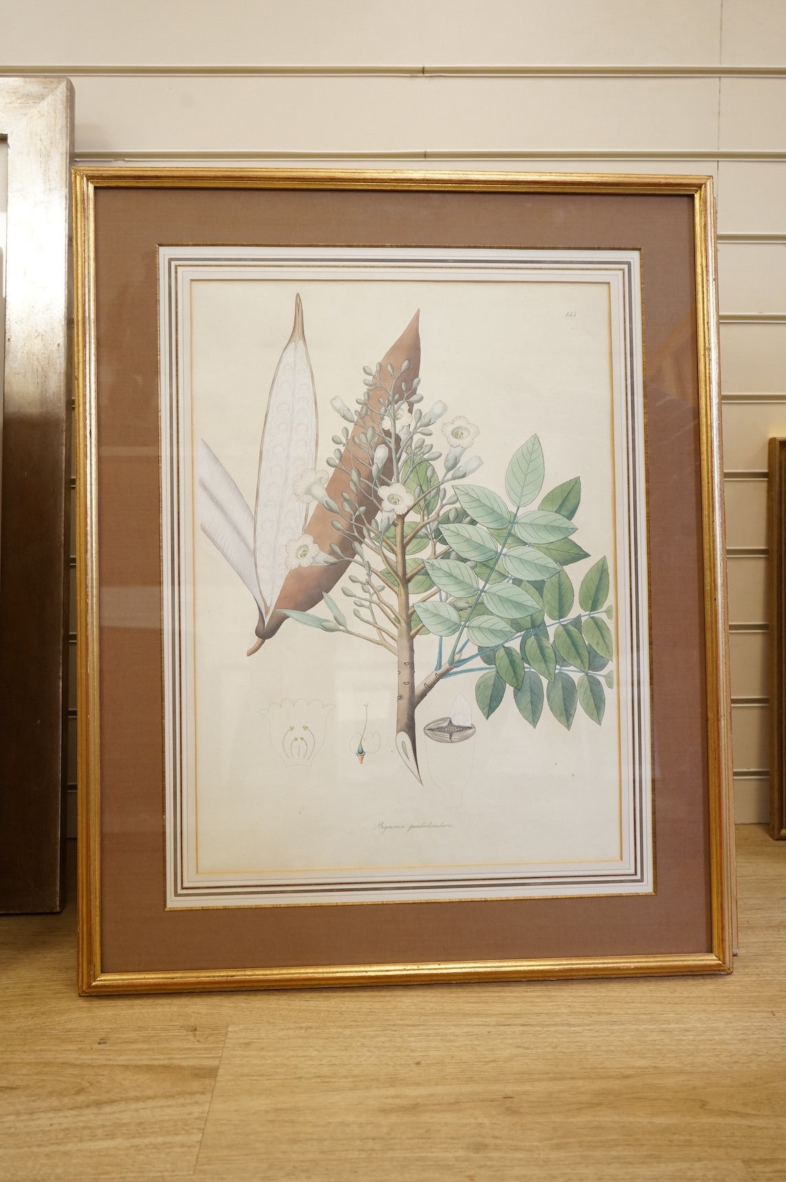 Botanical interest, set of six 19th century colour prints with latin inscriptions, each 54 x 39cm